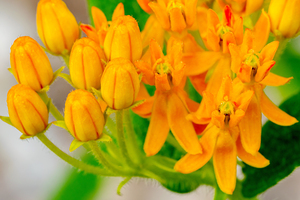 morning dew on Butterfly Milkweed in Kathryn Albertson Park Boise Idaho