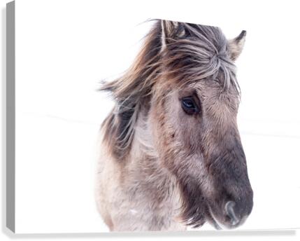 Icelandic Horse  Canvas Print