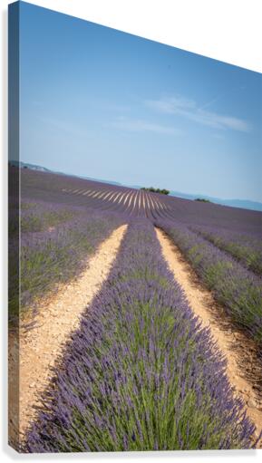 Lavender Field  Canvas Print