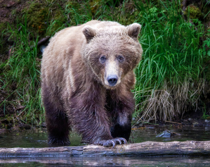 Bear Stare Down by Dave Veith