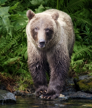 Visiting Bear by Dave Veith