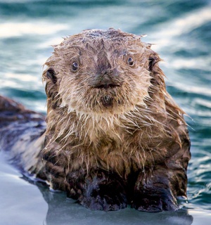 Inquisitive Sea Otter Pup by Dave Veith
