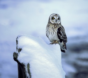 Short Eared Owl - Snow