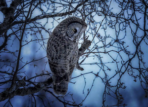 Great Gray Owl - Evening Assasin