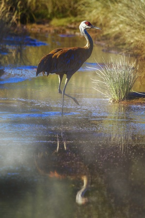Sandhill Reflection by Dave Veith