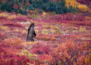 Standing Bear