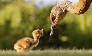 Sandhill Crane Colt - Yum by Dave Veith