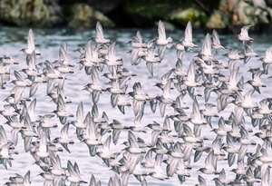 Sandpipers by Dave Veith