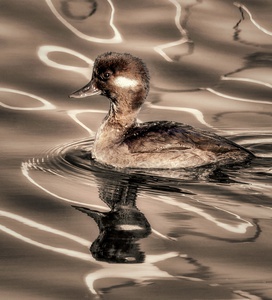 Sepia Bufflehead by Dave Veith