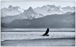 Kachemak Bay Eagle by Dave Veith