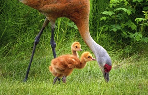 Sandhill Crane Colts