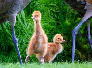 Sandhill Crane Colts  2
