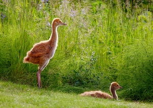 Sandhill Crane Colts  3