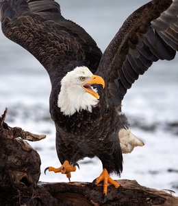 Dancing Eagle by Dave Veith