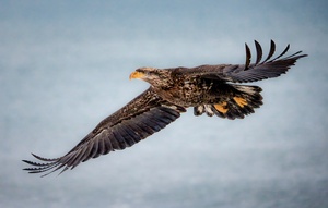Soaring Young Eagle by Dave Veith