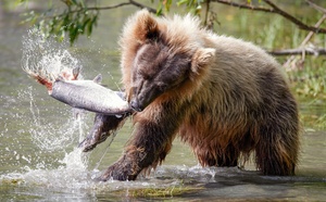 Bear Swinging Salmon
