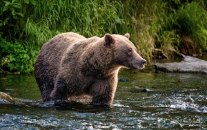 Wading Bear