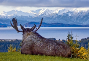 Contemplating Moose by Dave Veith