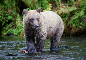 Bear Clawing Salmon by Dave Veith