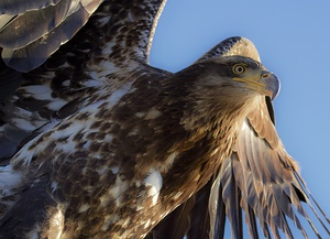 Eagle Intensity