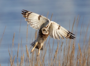 Short Eared Owl - Pajama Bottoms by Dave Veith