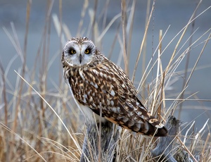 Short Eared Owl by Dave Veith