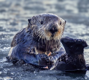Otter & Ice by Dave Veith