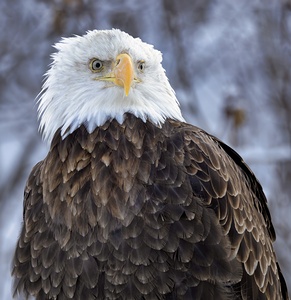Majestic Eagle