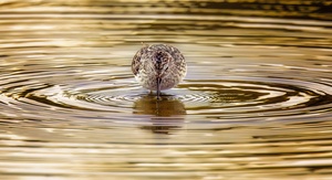 Sandpiper Rhythms