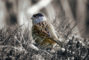 Golden Crowned Sparrow