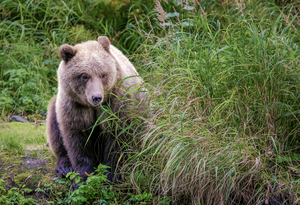 Kenai Brown Bear by Dave Veith