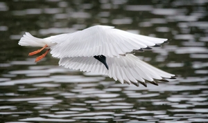 Bonapartes Gull by Dave Veith