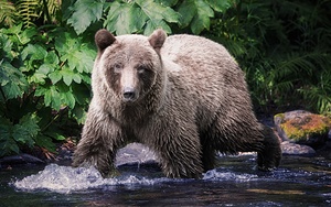Beautiful Bear by Dave Veith