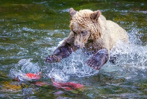 Bear Water Assault by Dave Veith