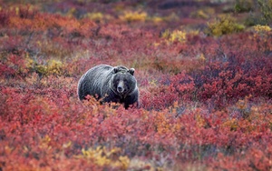Denali Bear in Red Heather by Dave Veith