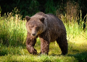 Russian River Bear