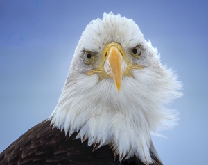 Homer AK Eagle
