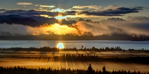 Sunrays and Trees