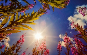 Fireweed Sky