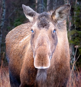 Whitewalker Moose by Dave Veith