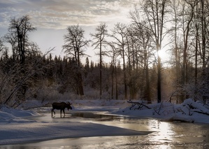 Anchor River Winter Moose by Dave Veith