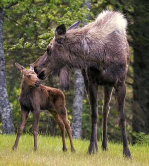 First Steps