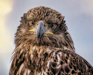 Juvenile Eagle