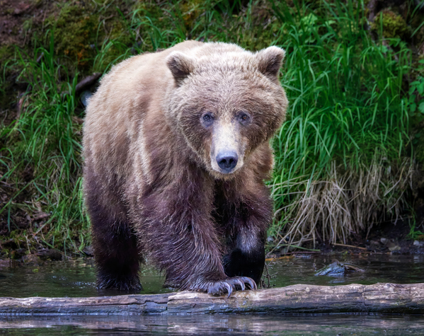 Bear Stare Down Print