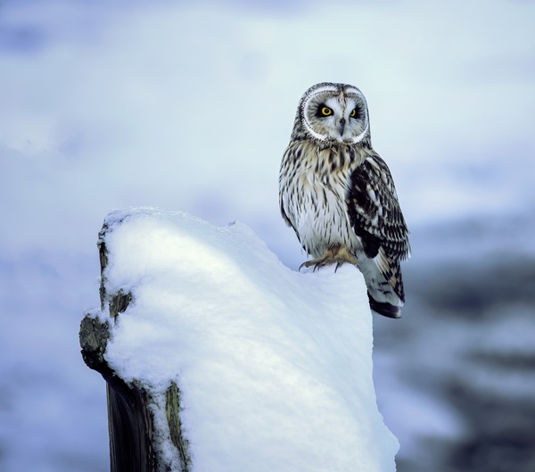 Short Eared Owl - Snow Print