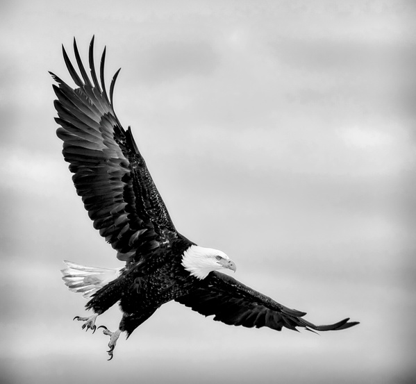 Soaring  Print