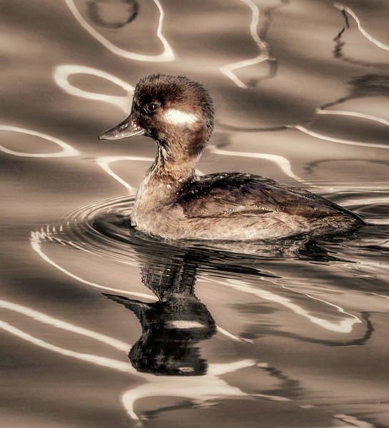 Sepia Bufflehead Print