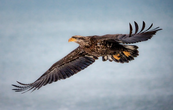 Soaring Young Eagle  Print