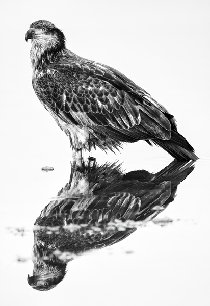 Eagle Reflecting  Print