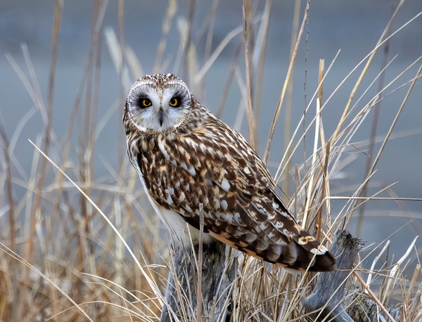 Short Eared Owl Print